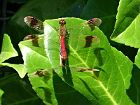 Sympetrums de Piemont (couple) - Sympetrum pedemontanum (ph. Mrugala F., Ardeche, Saint-Privas, 2018-08)(2)